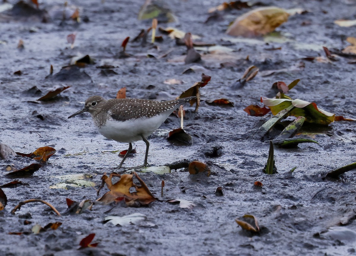 Solitary Sandpiper - ML642804290