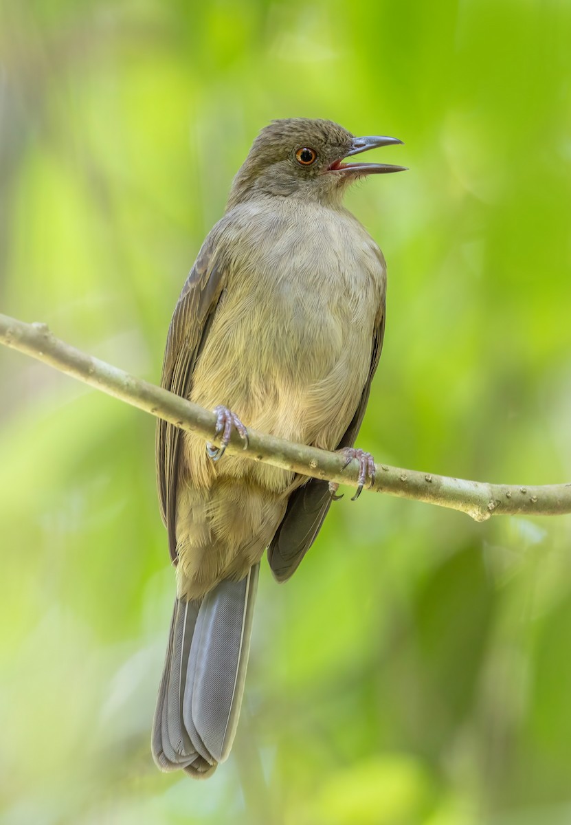 Bulbul Ojirrojo - ML642804295