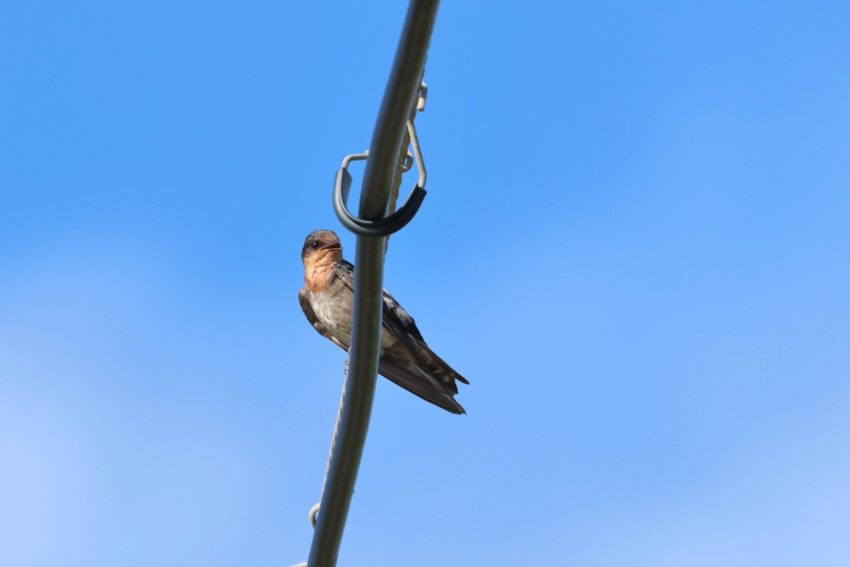 Pacific Swallow - ML642804296