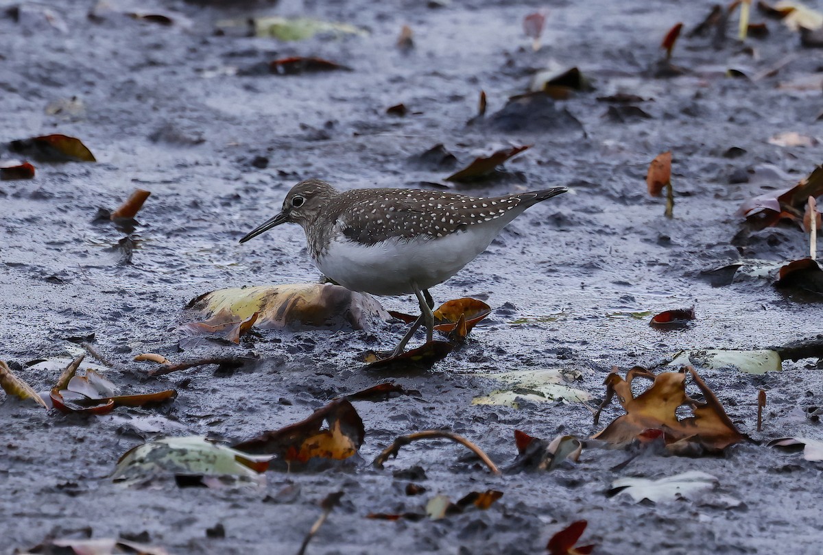 Solitary Sandpiper - ML642804299
