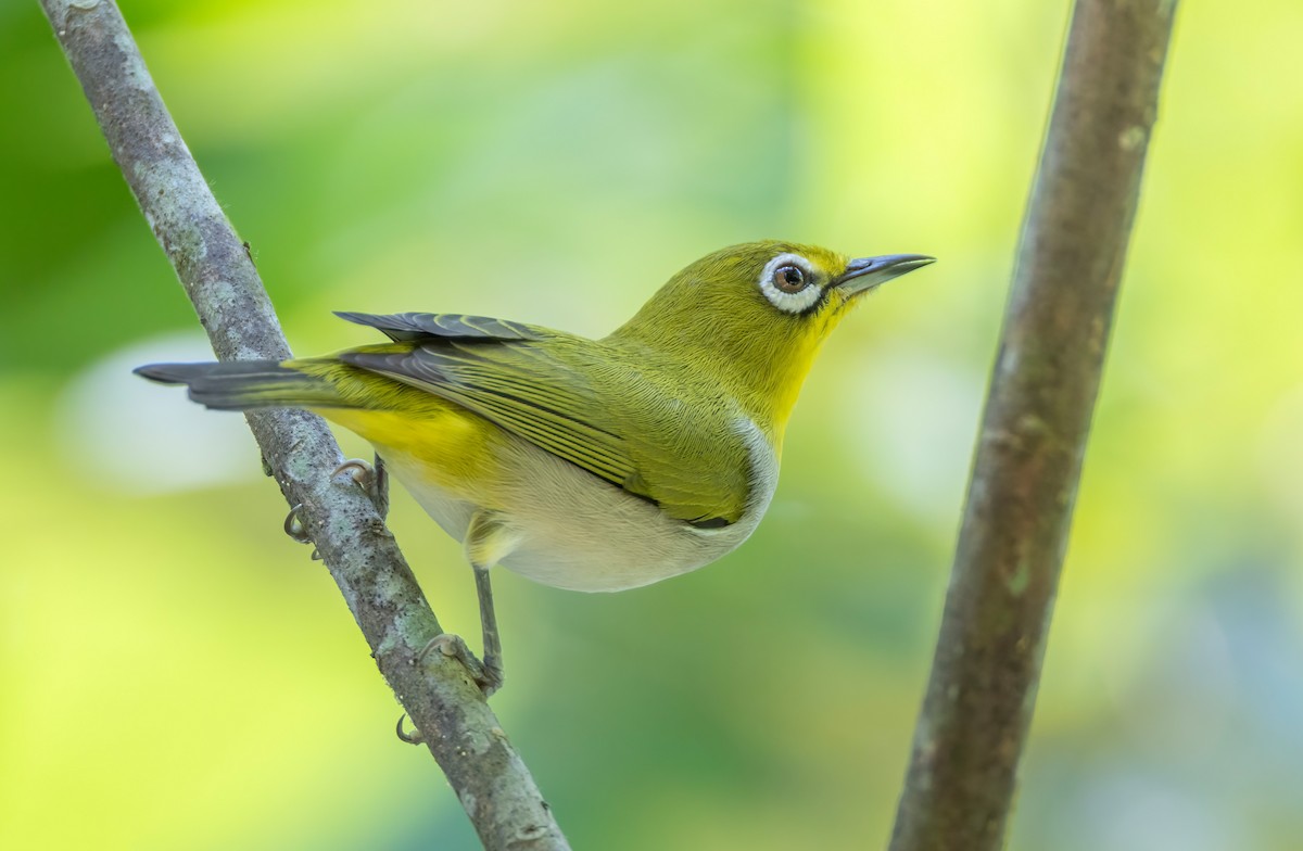 Swinhoe's White-eye - ML642804303