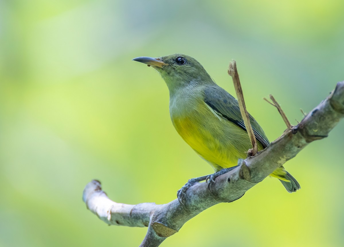 Orange-bellied Flowerpecker - ML642804307