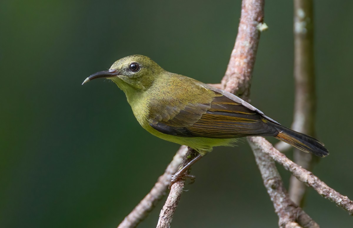 Crimson Sunbird - ML642804311