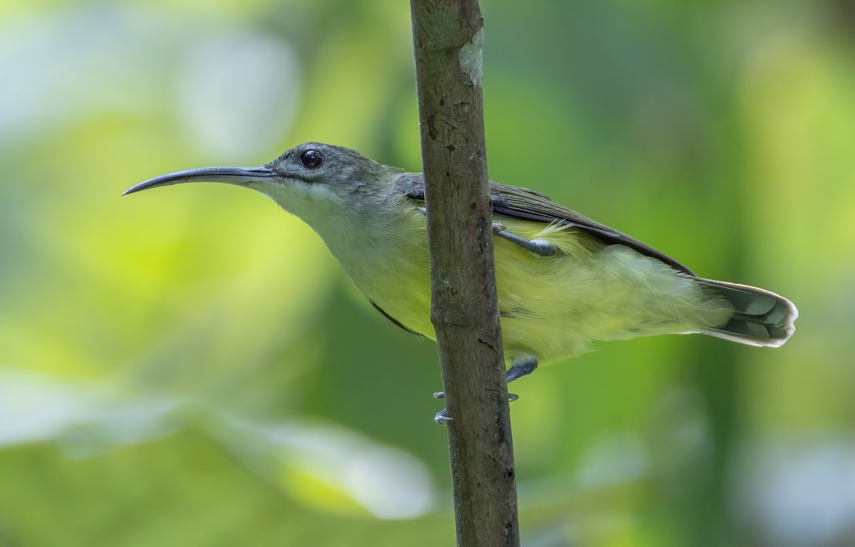 Little Spiderhunter - ML642804321