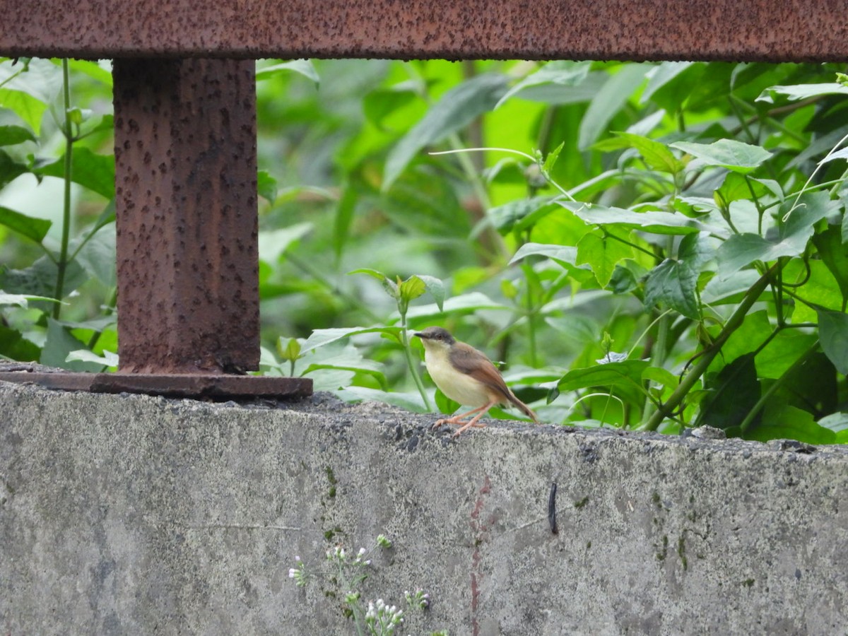 Ashy Prinia - ML642804327