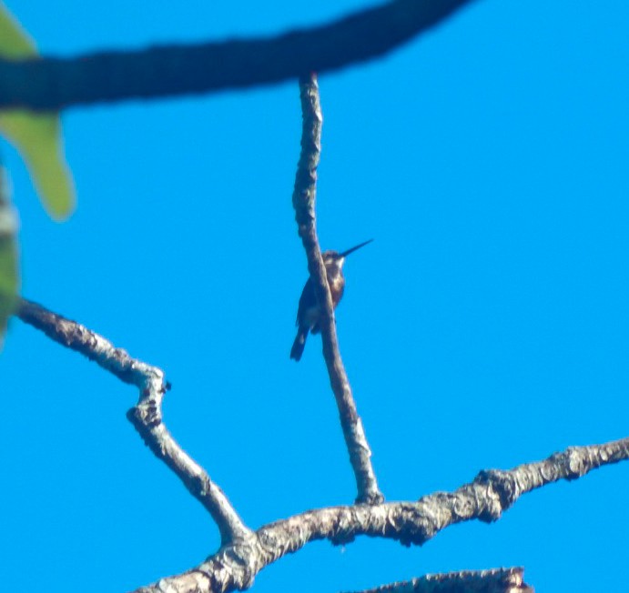 Pale-headed Jacamar - ML642804329