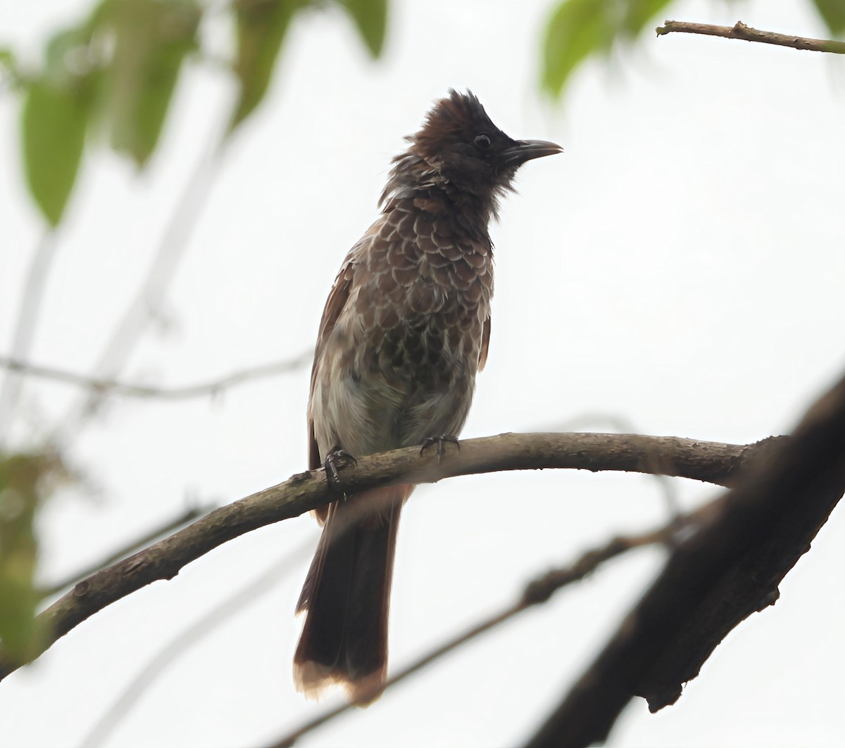 bulbul šupinkový - ML642804333