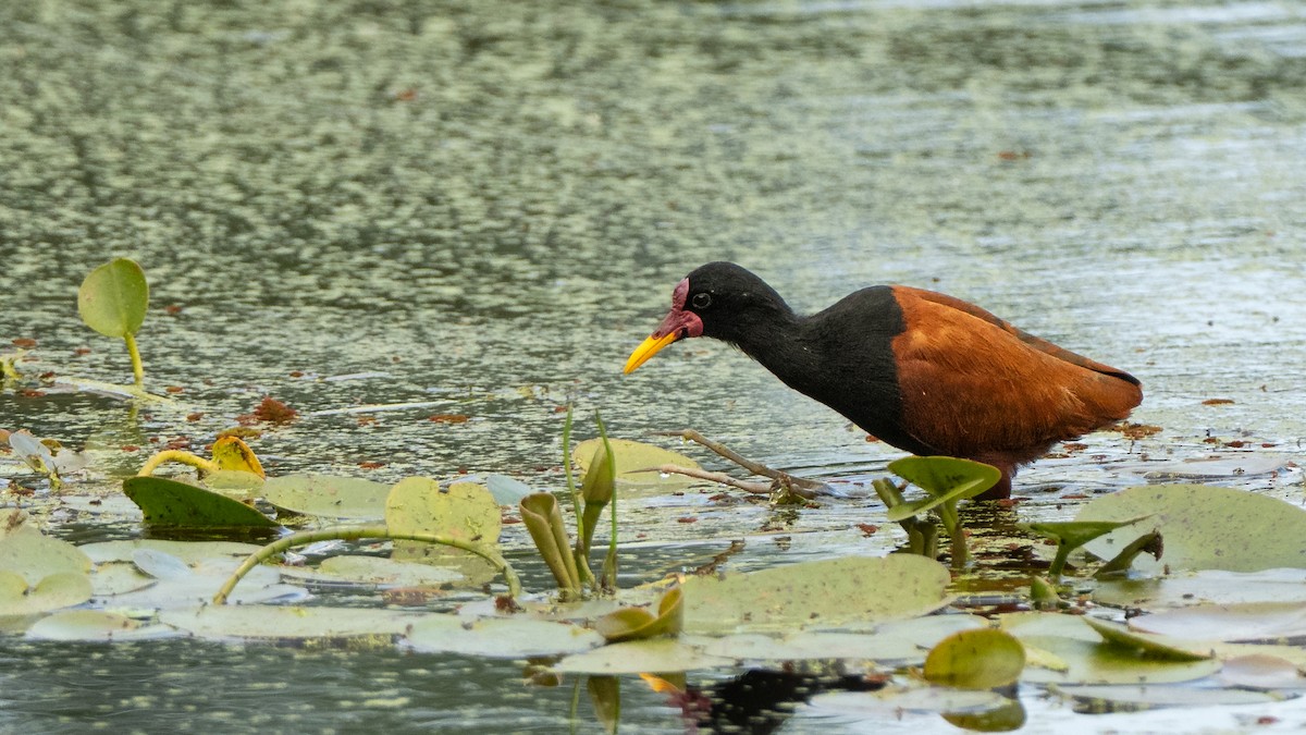Wattled Jacana - ML642804335