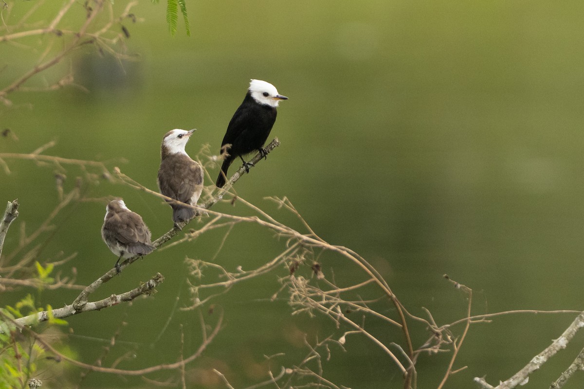 White-headed Marsh Tyrant - ML642804344