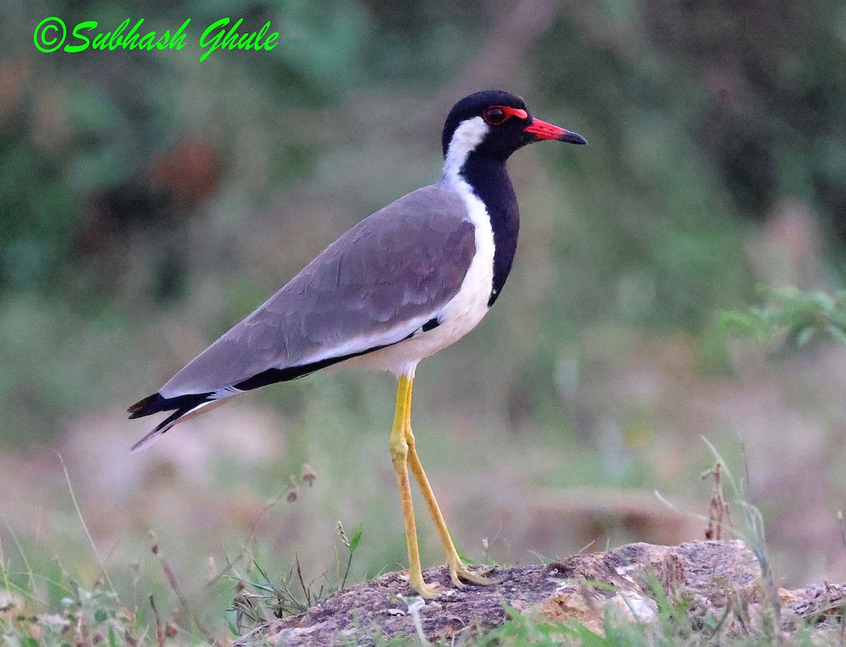Red-wattled Lapwing - ML642804353