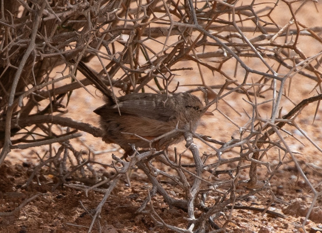 Scrub Warbler (Western) - ML642804355