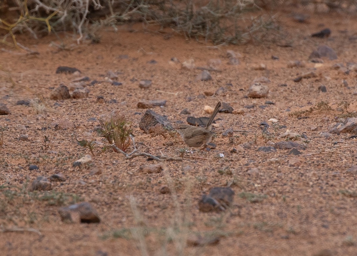 Scrub Warbler (Western) - ML642804356
