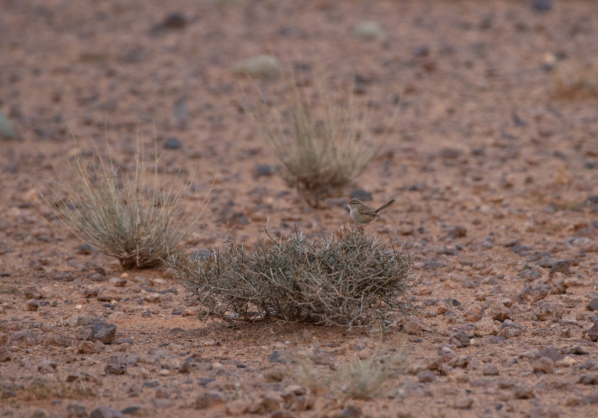Scrub Warbler (Western) - ML642804357