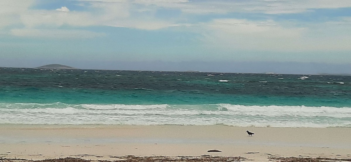 Sooty Oystercatcher - ML642804358