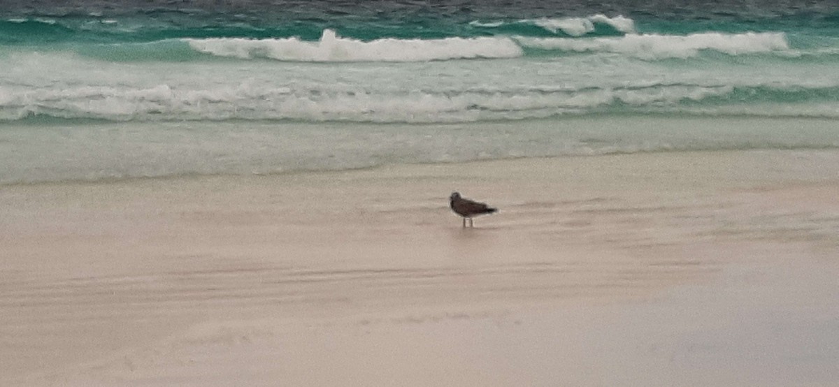Pacific Gull - ML642804367