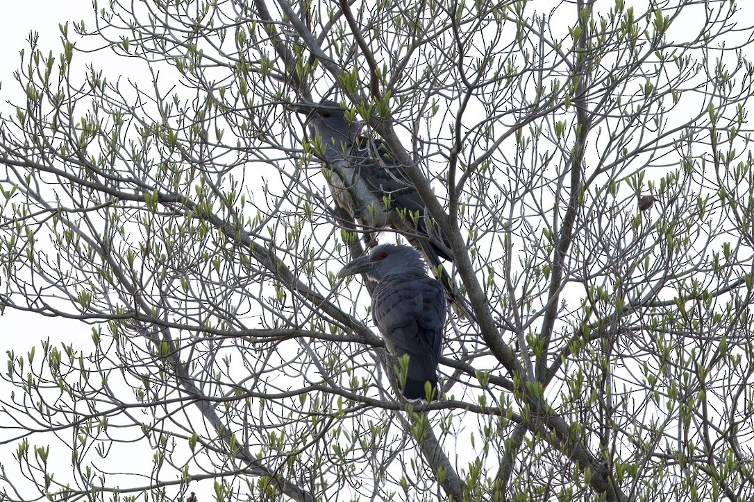 Channel-billed Cuckoo - ML642804368