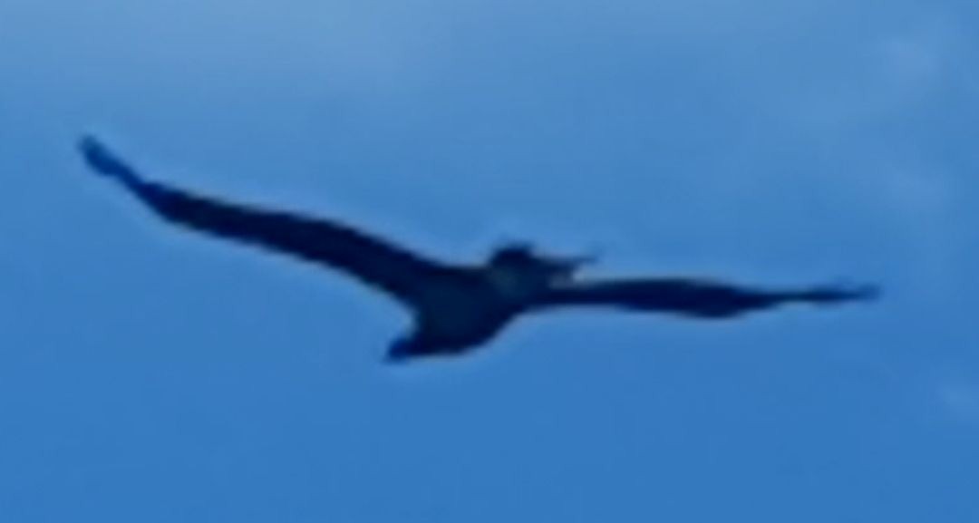 Osprey (Australasian) - ML642804373