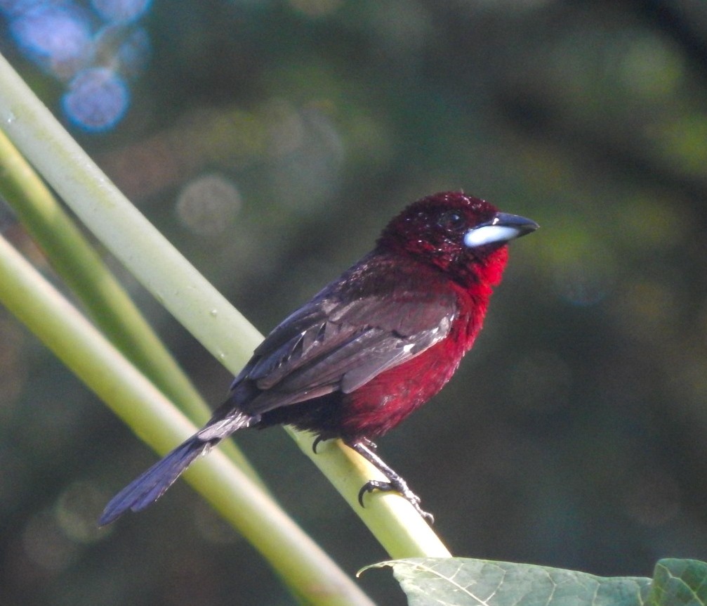 Silver-beaked Tanager - ML642804376