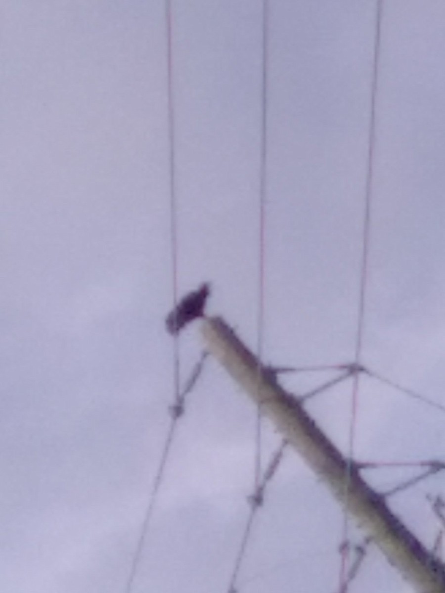 Black Vulture - ML642804380
