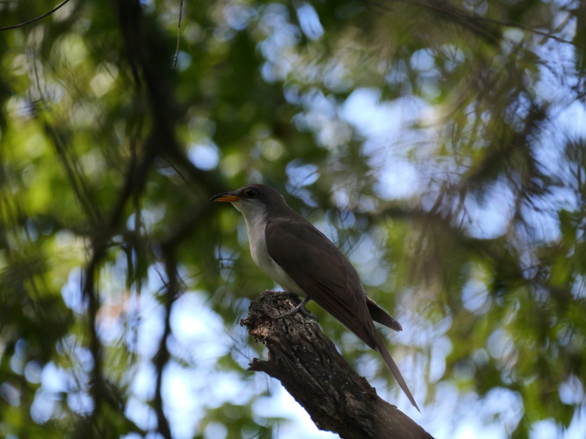 Yellow-billed Cuckoo - ML642804384