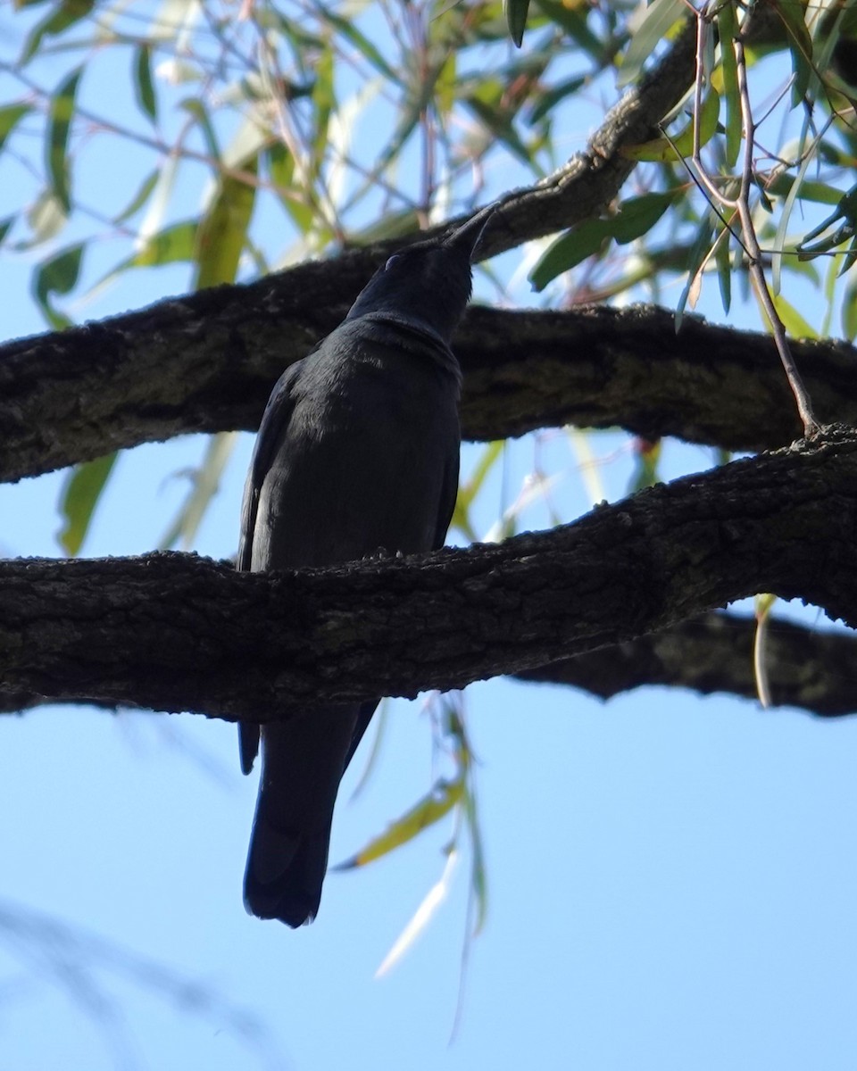 Sahul Cicadabird - ML642804394