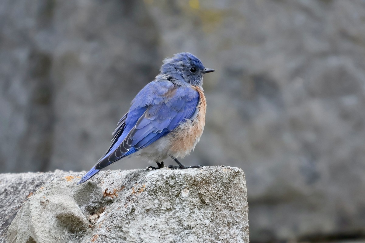 Western Bluebird - ML642804411