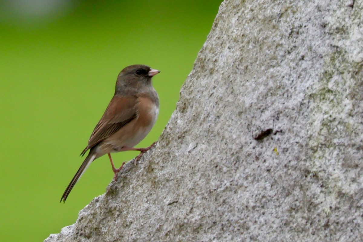 Dark-eyed Junco - ML642804414