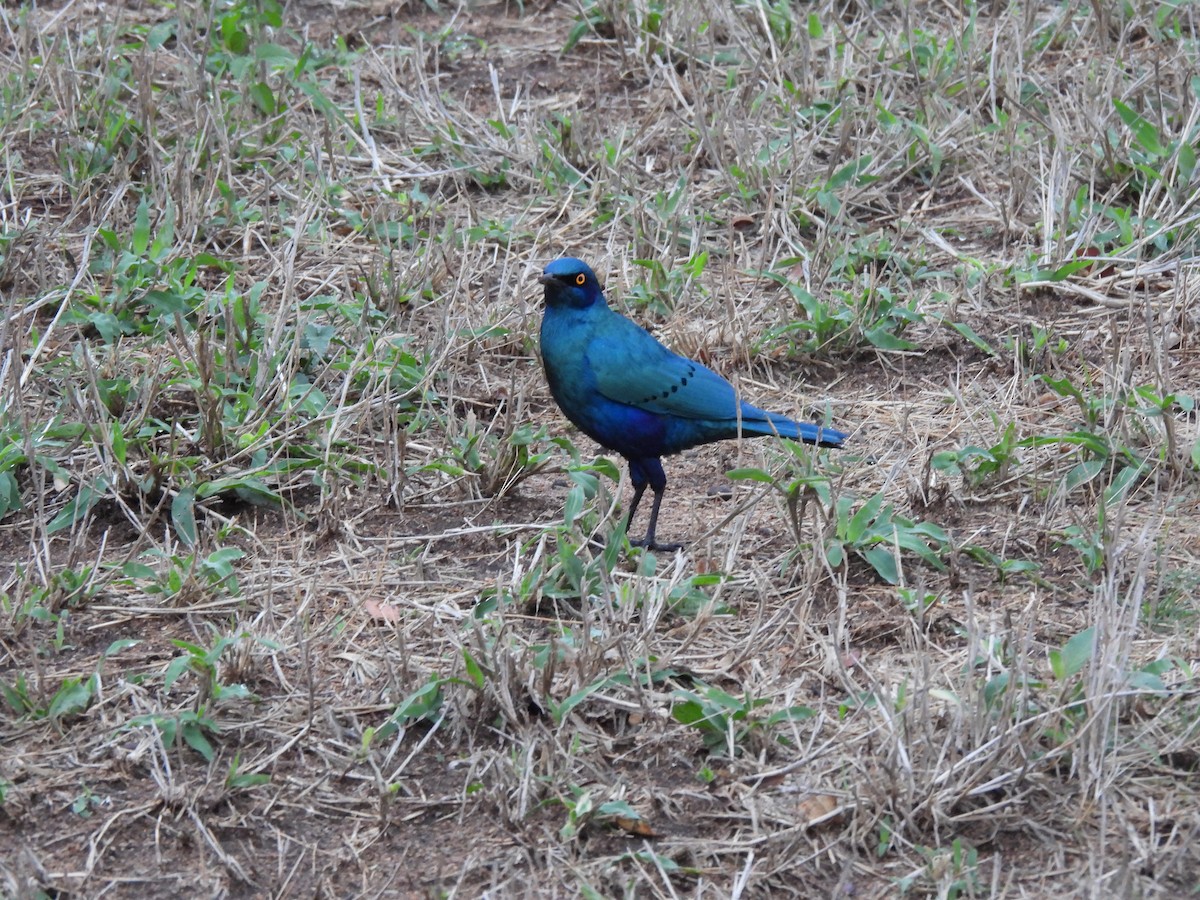 Greater Blue-eared Starling - ML642804415