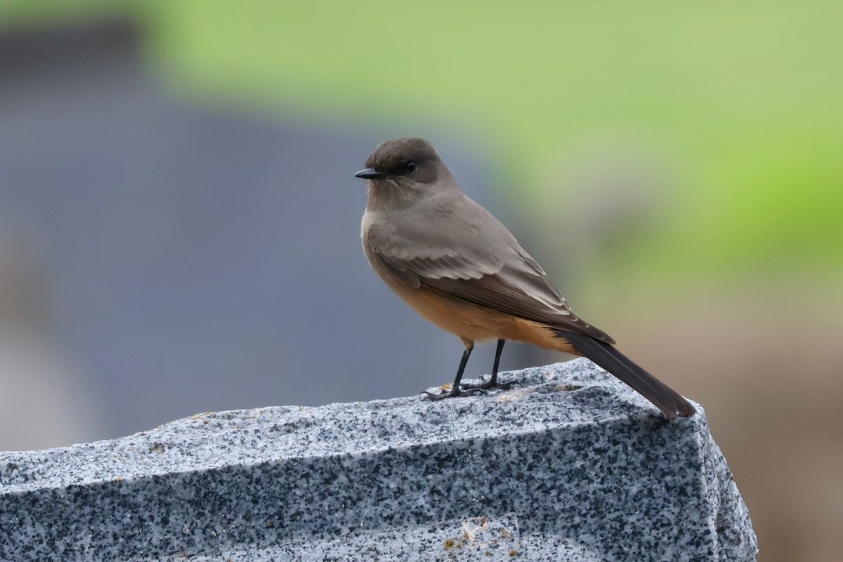 Say's Phoebe - ML642804416