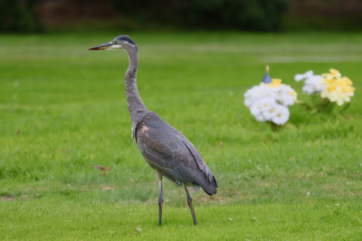 Great Blue Heron - ML642804424