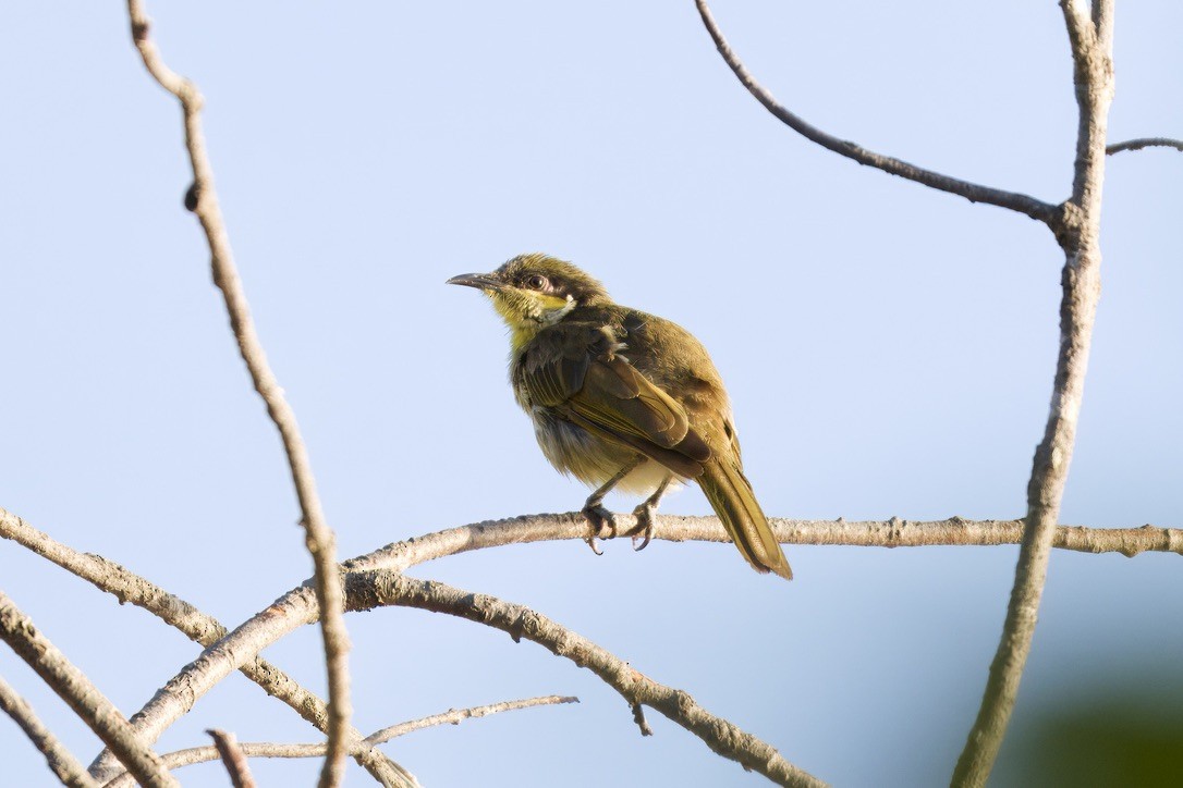 Varied Honeyeater - ML642804425