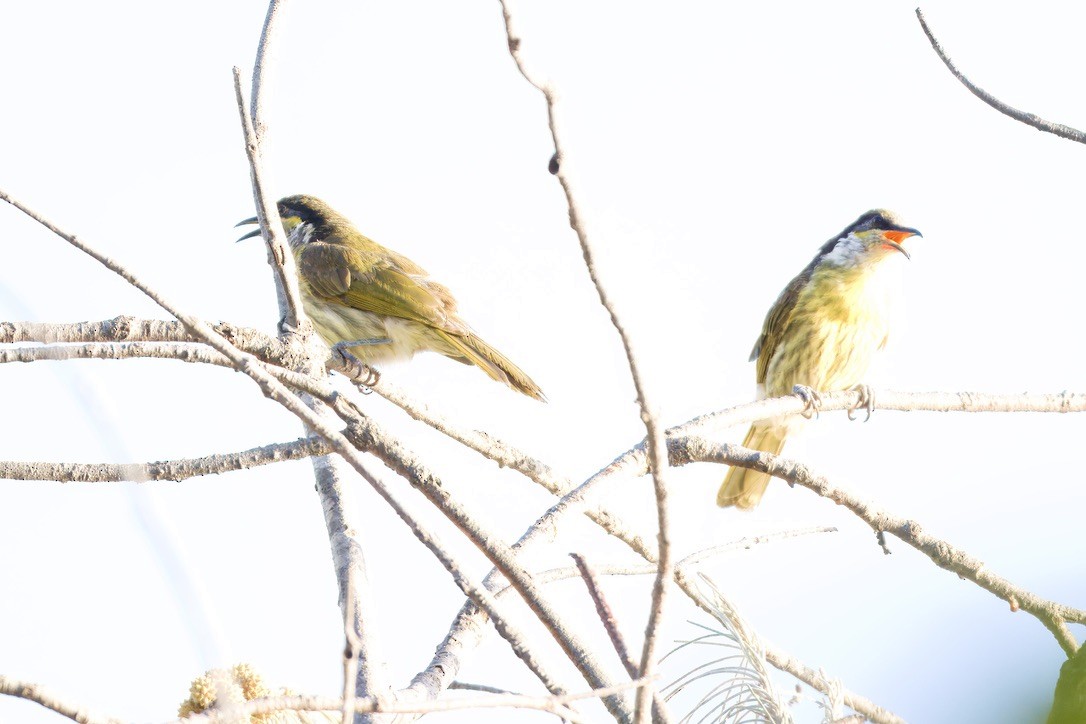 Varied Honeyeater - ML642804426