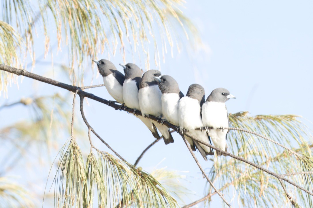 White-breasted Woodswallow - ML642804428