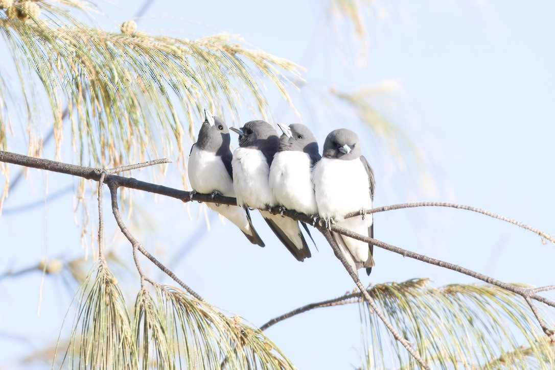 White-breasted Woodswallow - ML642804432