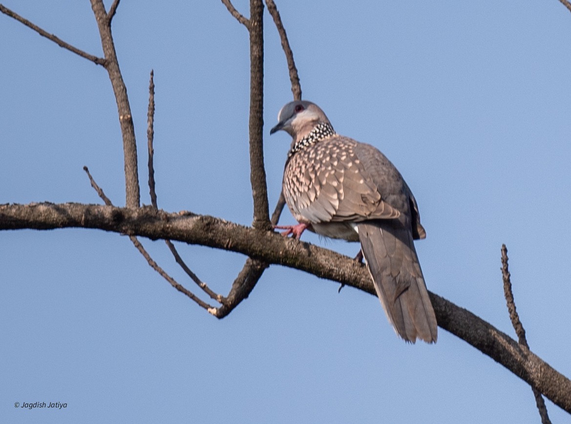 Spotted Dove - ML642804449
