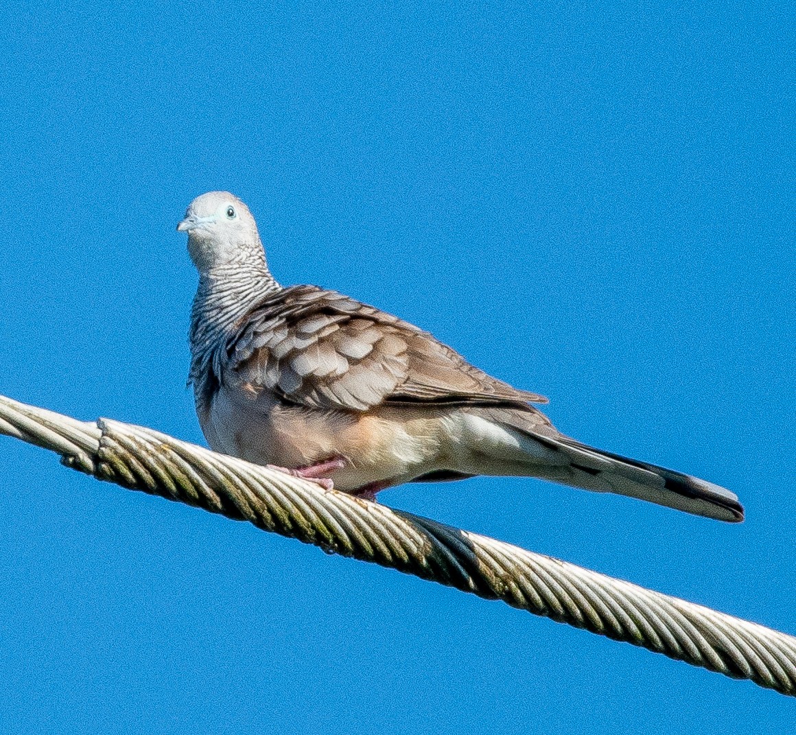 Peaceful Dove - ML642804451
