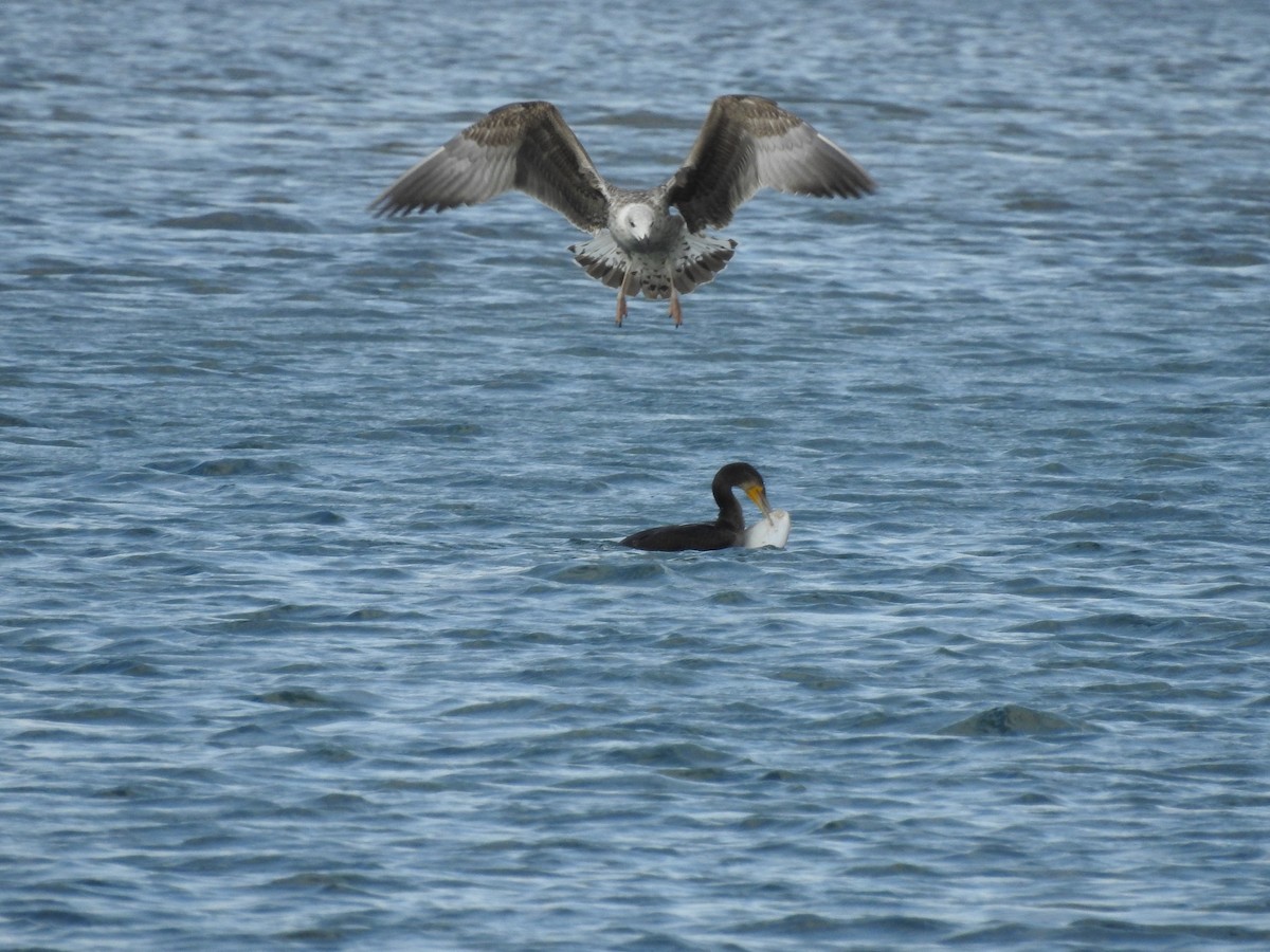 Yellow-legged Gull - ML642804457