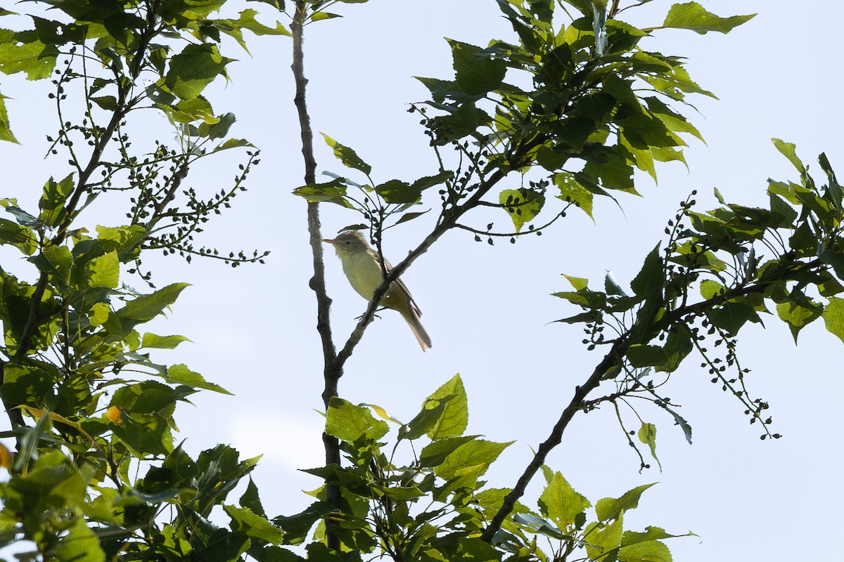 Melodious Warbler - ML642804458