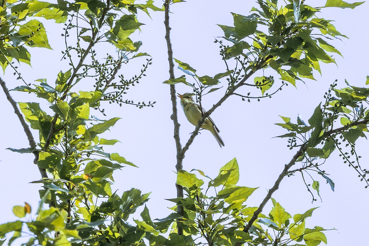Melodious Warbler - ML642804459