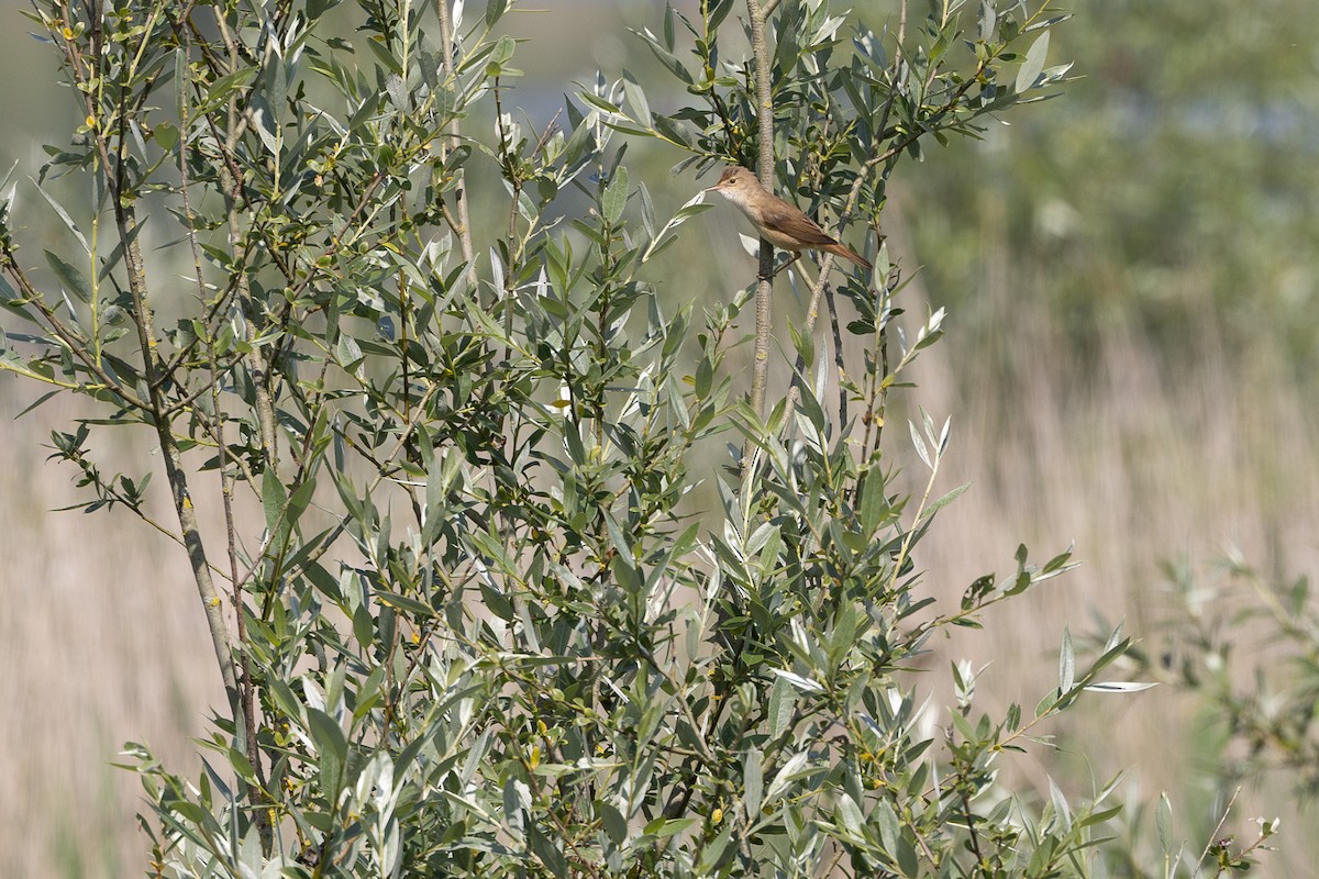 Melodious Warbler - ML642804461