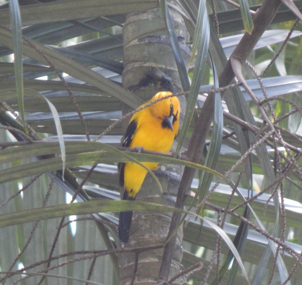 Yellow Oriole - ML642804478
