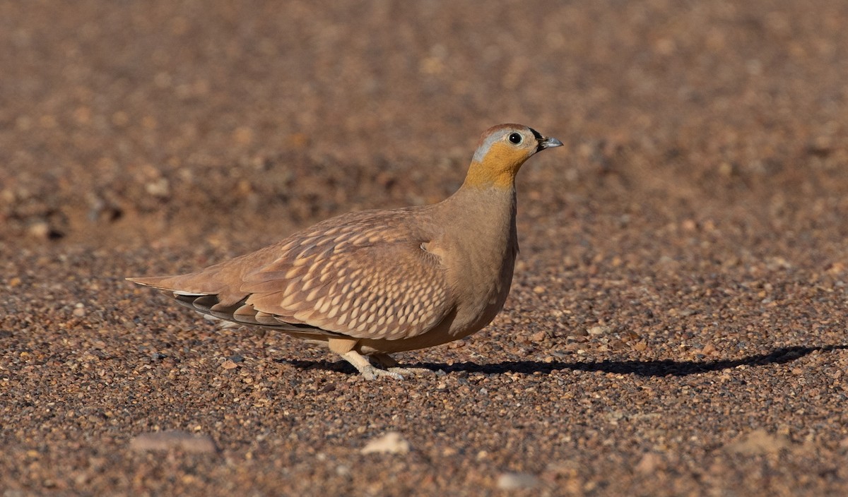 Crowned Sandgrouse - ML642804479