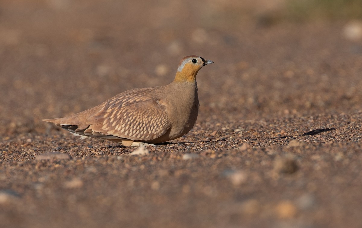 Crowned Sandgrouse - ML642804480