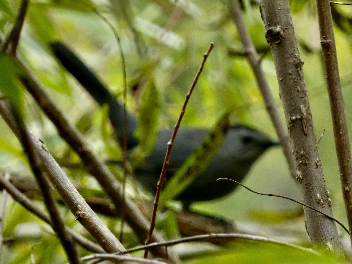 Gray Catbird - ML642804495