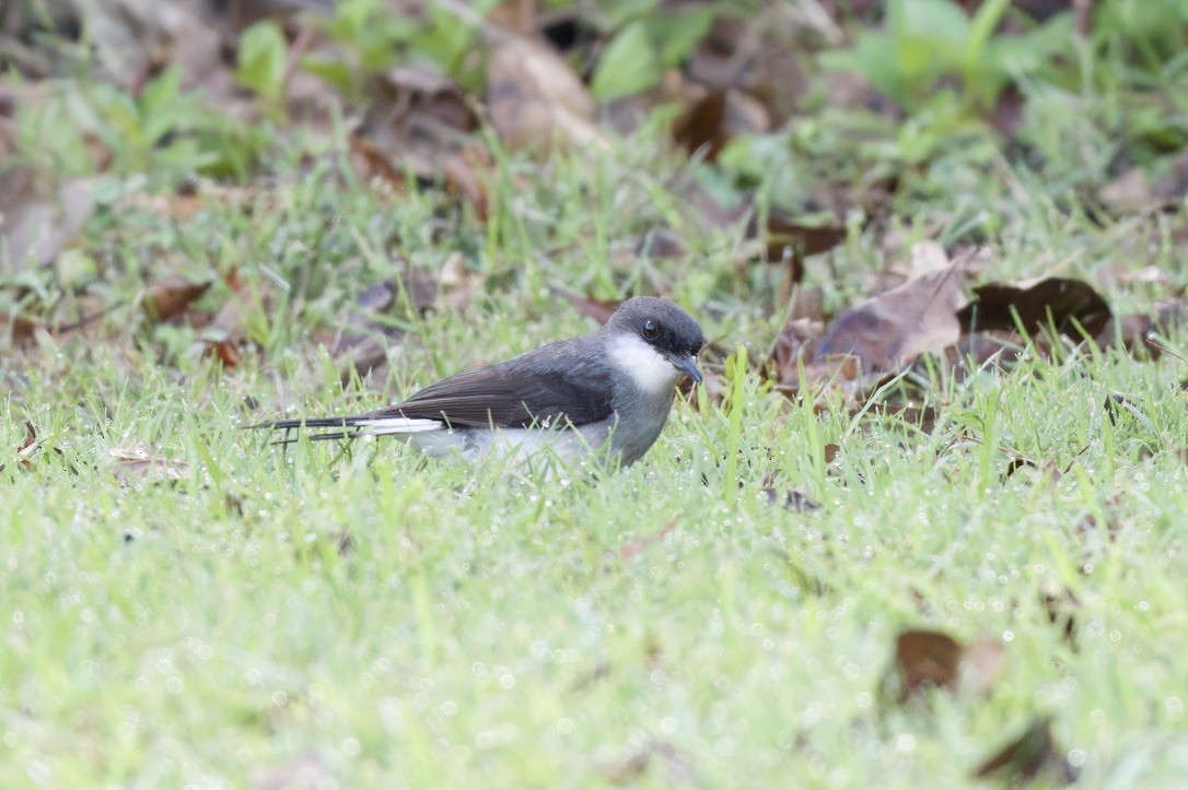 Mangrove Robin - Patricia Langen