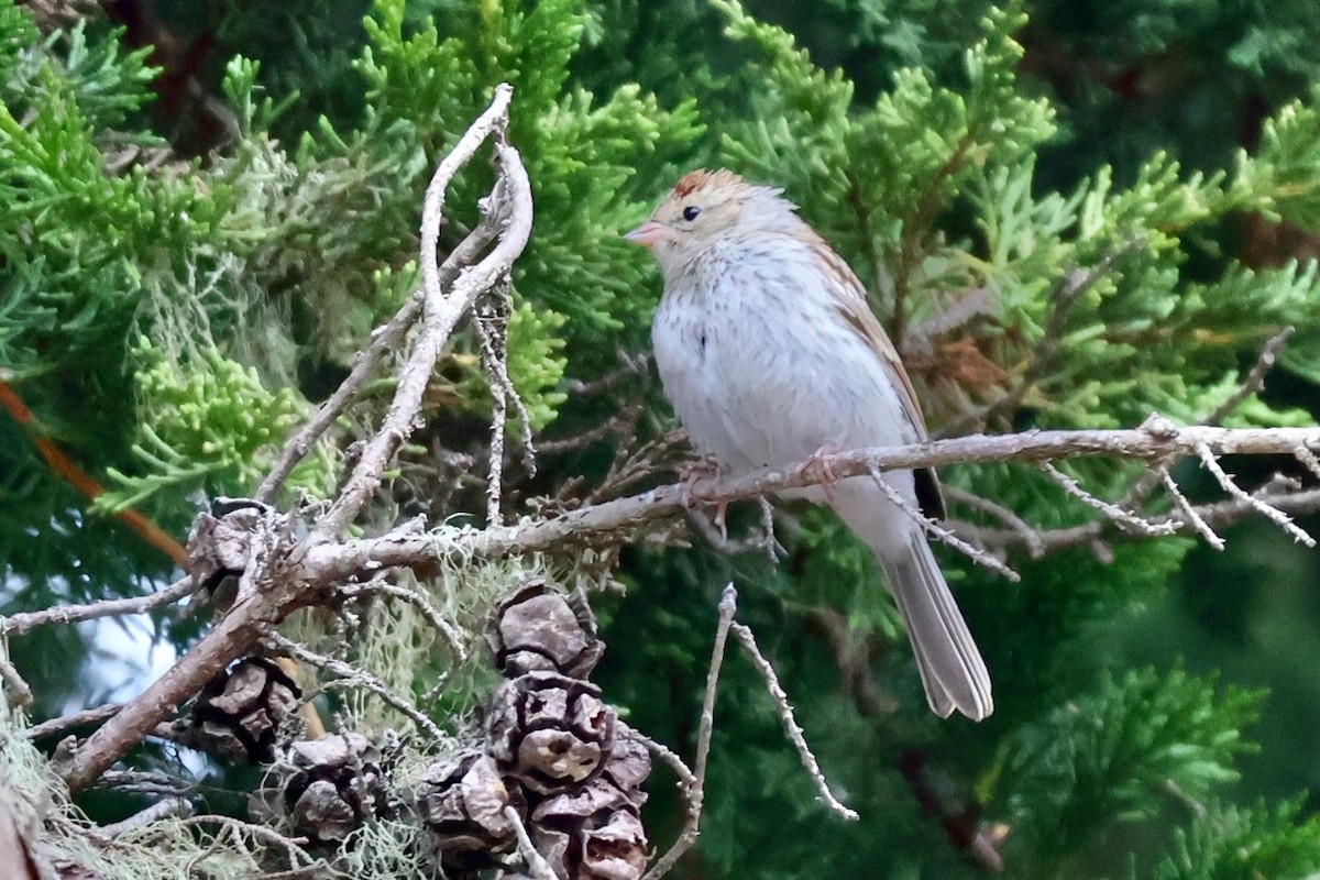 Chipping Sparrow - ML642804524