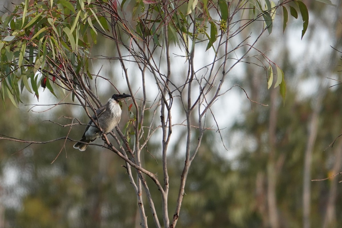 Noisy Friarbird - ML642804525