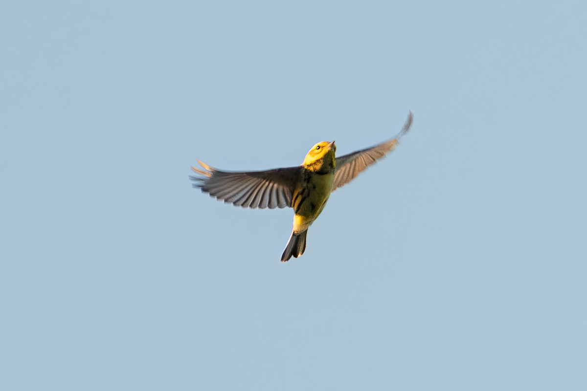 Black-throated Green Warbler - ML642804533