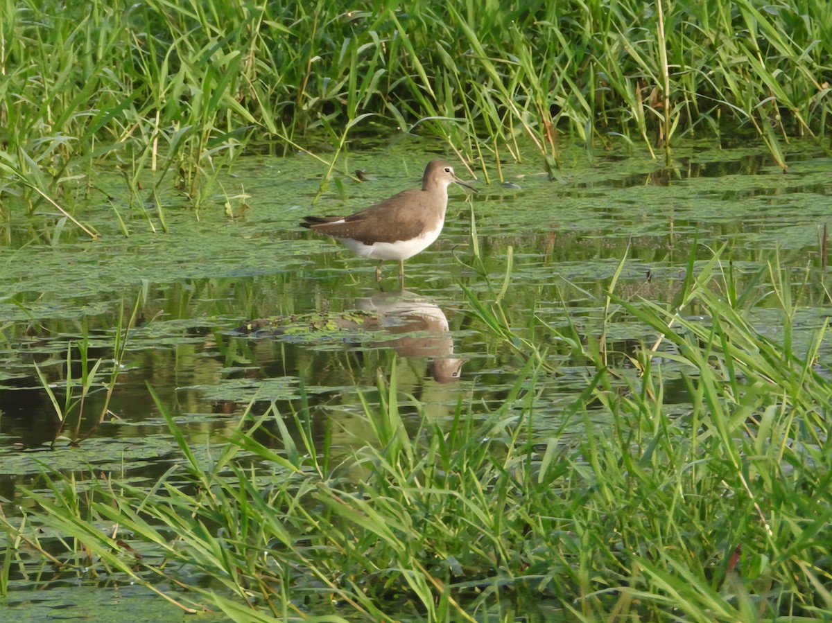Green Sandpiper - ML642804539