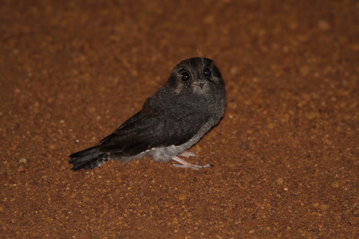 Australian Owlet-nightjar - ML642804540